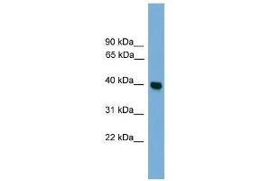 GNAI3 antibody used at 0.
