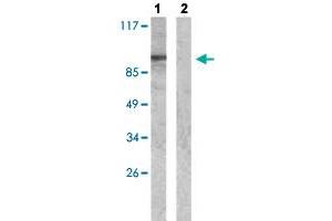 Western blot analysis of Lane 1: Insulin (0. (WASF1 antibody  (pTyr125))