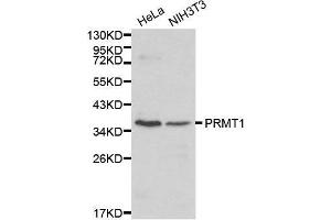 Western blot analysis of Hela cell and NIH3T3 cell lysate using PRMT1 antibody.