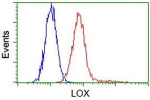 Image no. 2 for anti-Lysyl Oxidase (LOX) (AA 22-168) antibody (ABIN1491218) (LOX antibody  (AA 22-168))