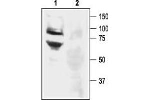 Western blot analysis of rat DRG lysate: - 1. (ASIC3 antibody  (Intracellular, N-Term))