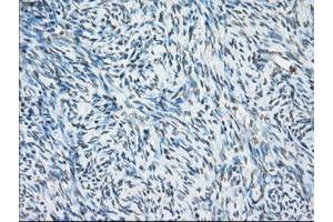 Image no. 13 for anti-P450 (Cytochrome) Oxidoreductase (POR) antibody (ABIN1497746) (POR antibody)