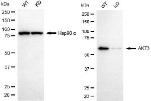 Western blotting analysis using AKT3 antibody (ABIN7800789).