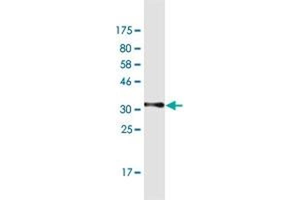 NRAP antibody  (AA 1640-1727)