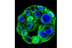 Confocal immunofluorescent analysis of SP1 Antibody (C-term ) (ABIN655398 and ABIN2844945) with WiDr cell followed by Alexa Fluor 488-conjugated goat anti-rabbit lgG (green). (SP1 antibody  (C-Term))