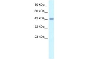 Western Blotting (WB) image for anti-Activating Transcription Factor 2 (ATF2) antibody (ABIN2460877) (ATF2 antibody)