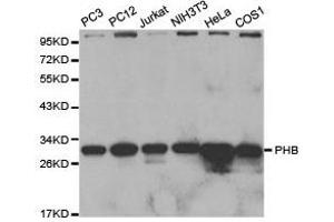 Western Blotting (WB) image for anti-Prohibitin (PHB) antibody (ABIN1874115)