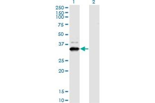 ZNF365 Antikörper  (AA 147-219)