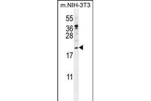 PTN Antibody (N-term) (ABIN392210 and ABIN2841908) western blot analysis in mouse NIH-3T3 cell line lysates (35 μg/lane). (Pleiotrophin antibody  (N-Term))