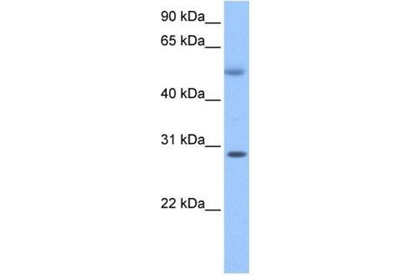 Retinoic Acid Induced 12 (RAI12) (C-Term) antibody