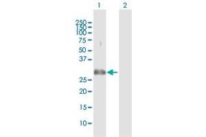 Western Blot analysis of PLSCR3 expression in transfected 293T cell line by PLSCR3 MaxPab polyclonal antibody.