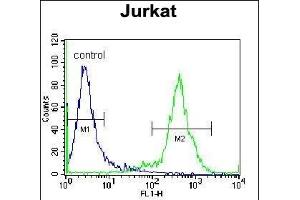 ZN Antibody (N-term) (ABIN655363 and ABIN2844920) flow cytometric analysis of Jurkat cells (right histogram) compared to a negative control cell (left histogram). (ZNF648 antibody  (N-Term))