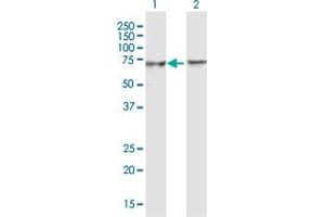 Western Blot analysis of BTRC expression in transfected 293T cell line by BTRC MaxPab polyclonal antibody. (BTRC antibody  (AA 1-605))