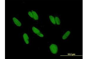 Immunofluorescence of purified MaxPab antibody to HKR3 on HepG2 cell. (ZBTB48 antibody  (AA 1-688))