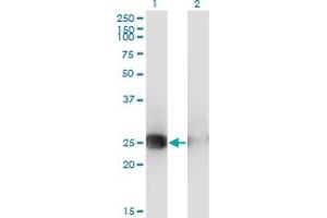 Western Blotting (WB) image for anti-Musculin (MSC) (AA 1-101) antibody (ABIN961526) (Musculin antibody  (AA 1-101))