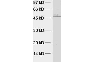 dilution: 1 : 1000, sample: rat brain homogenate (CPIPJ_CPIJ001600 antibody  (AA 260-379))