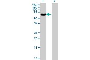 Western Blot analysis of POLG2 expression in transfected 293T cell line by POLG2 MaxPab polyclonal antibody. (POLG2 antibody  (AA 1-485))