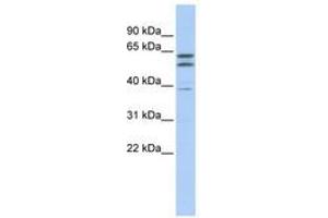 Image no. 1 for anti-Tubulin, beta 2A (TUBB2A) (N-Term) antibody (ABIN6740656) (TUBB2A antibody  (N-Term))