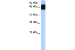 Western Blotting (WB) image for anti-Zinc Finger Protein 90 (ZNF90) antibody (ABIN2463466) (ZNF90 antibody)