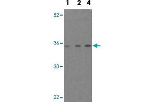 Western blot analysis of MOAP1 in EL4 cell lysate with MOAP1 polyclonal antibody  at 1, 2, and 4 ug/mL .