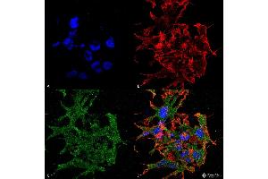 Immunocytochemistry/Immunofluorescence analysis using Mouse Anti-GABA-B Receptor 1 Monoclonal Antibody, Clone S93A-49 .