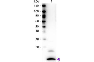 Western blot of Biotin conjugated Rabbit Anti-Fractalkine primary antibody. (CX3CL1 antibody  (Biotin))