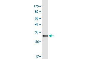 Western Blot detection against Immunogen (31. (Necdin-Like 2 antibody  (AA 2-52))