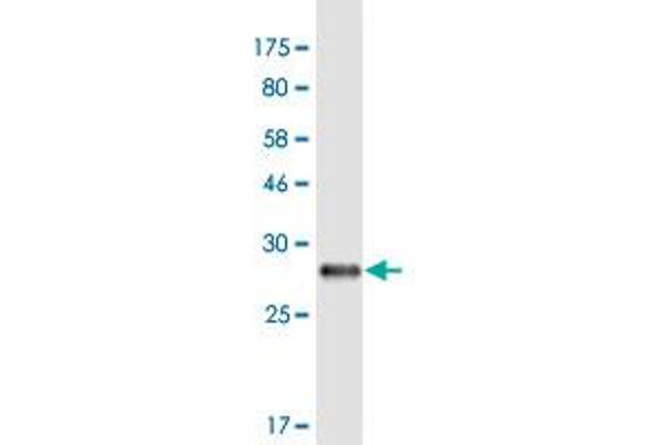 Necdin-Like 2 antibody  (AA 2-52)