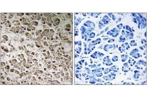 Immunohistochemistry analysis of paraffin-embedded human pancreas, using NDUFB1 Antibody. (NDUFB1 antibody  (AA 7-56))