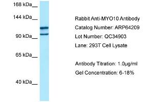 Western Blotting (WB) image for anti-Myosin X (MYO10) (C-Term) antibody (ABIN971216) (Myosin X antibody  (C-Term))