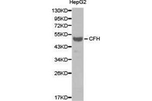Western Blotting (WB) image for anti-Complement Factor H (CFH) antibody (ABIN1871804)