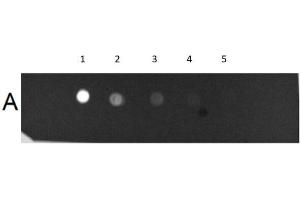 Dot Blot Results of Human IgM Whole Molecule Fluorescein Conjugated.
