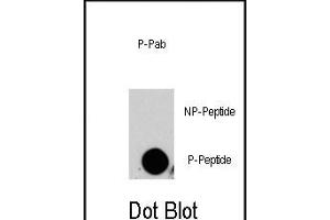 Dot blot analysis of anti-P4K4-p Phospho-specific Pab (ABIN389813 and ABIN2839701) on nitrocellulose membrane. (MAP4K4 antibody  (pSer629))