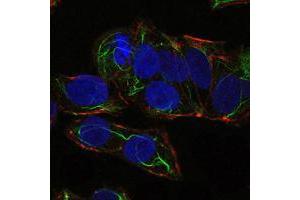 Immunofluorescence analysis of NTERA-2 cells using PRKAA1 mouse mAb (green). (PRKAA1 antibody)