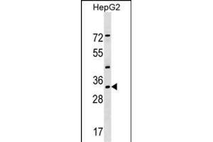 LZTFL1 Antibody (N-term) (ABIN1539281 and ABIN2849593) western blot analysis in HepG2 cell line lysates (35 μg/lane). (LZTFL1 antibody  (N-Term))