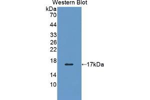 Detection of Recombinant PDIA4, Human using Polyclonal Antibody to Protein Disulfide Isomerase A4 (PDIA4) (PDIA4 antibody  (AA 505-636))