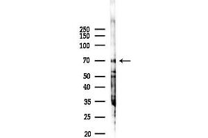 anti-Chemokine (C-X3-C Motif) Ligand 1 (CX3CL1) (C-Term) antibody