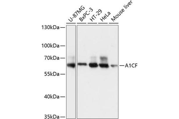 A1CF 抗体  (AA 50-120)
