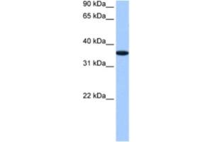 Western Blotting (WB) image for anti-alpha-2-HS-Glycoprotein (AHSG) antibody (ABIN2460818) (Fetuin A antibody)
