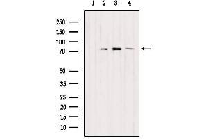 Western blot analysis of extracts from various samples, using EXOC5 Antibody.
