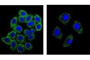 Confocal immunofluorescent analysis of  Endothelin-1 Antibody with A549 cell and followed by Alexa Fluor 488-conjugated goat anti-rabbit lgG (green). (Endothelin 1 antibody  (Middle Region))