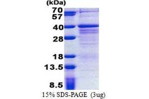 SDS-PAGE (SDS) image for Zinc Finger, Matrin-Type 3 (ZMAT3) (AA 1-289) protein (His tag) (ABIN6387258)