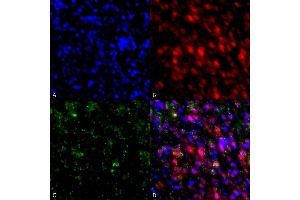Immunocytochemistry/Immunofluorescence analysis using Mouse Anti-Alpha Synuclein Monoclonal Antibody, Clone 4F1 (ABIN5564118). (SNCA antibody  (Biotin))