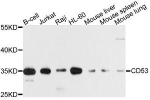Western blot analysis of extracts of various cell lines, using CD53 antibody. (CD53 antibody  (AA 100-180))