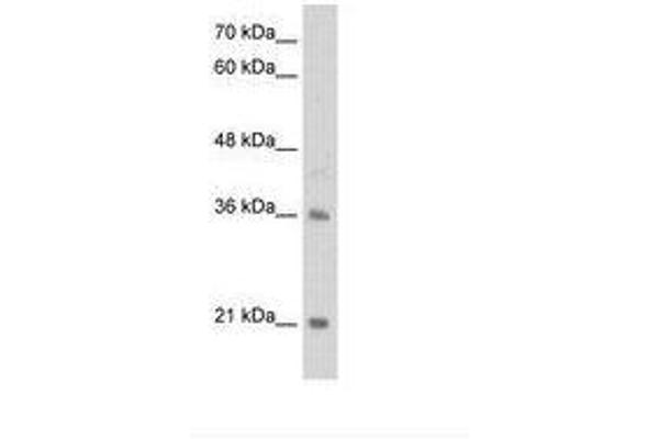 TCF15 antibody  (N-Term)