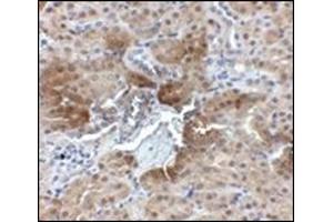 Immunohistochemistry of PTER in mouse kidney tissue with this product at 2. (PTER antibody  (C-Term))