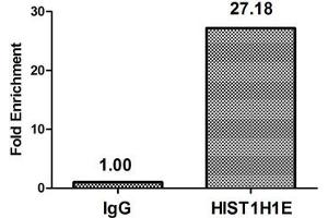Chromatin Immunoprecipitation Hela (4*10 6 ) were treated with Micrococcal Nuclease, sonicated, and immunoprecipitated with 5 μg anti-HIST1H1E (ABIN7139274) or a control normal rabbit IgG. (HIST1H1E antibody  (2meLys16))