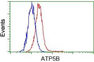Image no. 2 for anti-ATP Synthase, H+ Transporting, Mitochondrial F1 Complex, beta Polypeptide (ATP5B) antibody (ABIN1496768) (ATP5B antibody)