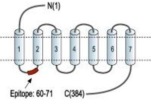 Galanin Receptor 1 (GALR1) peptide