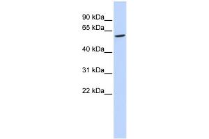 WB Suggested Anti-FAM134C Antibody Titration: 0. (FAM134C antibody  (N-Term))